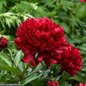 Garden Peony (Paeonia) – Command Performance – #2 Container