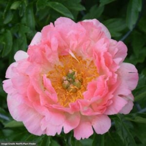 Garden Peony (Paeonia Lactiflora) – Coral Sunset – #2 Container