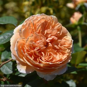 David Austin Rose – Crown Princess Margereta – #3 Container