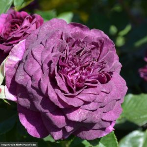 Floribunda Rose – Ebb Tide – #2 Container