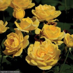 Grandiflora Rose – Ch-Ching! – #2 Container