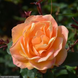 Hybrid Tea Rose – Strike It Rich – #2 Container