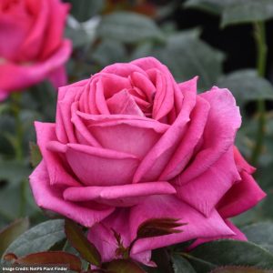 Hybrid Tea Rose – All My Loving – #2 Container