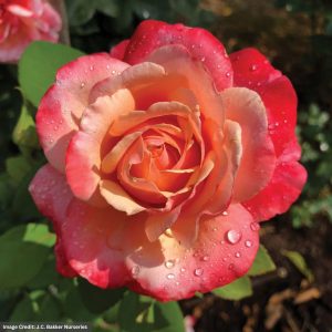 Hybrid Tea Rose – Anne Marie – #2 Container