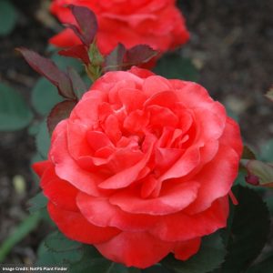 Hybrid Tea Rose – Artistry – #2 Container
