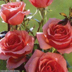 Hybrid Tea Rose – Lady Aberdeen – #2 Container