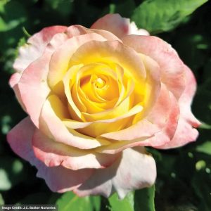 Hybrid Tea Rose – Make Me Blush – #2 Container
