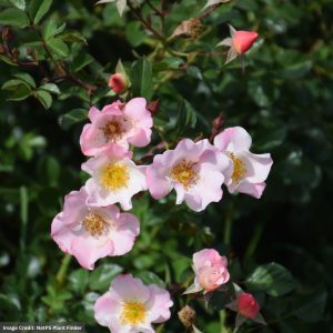 Shrub Rose – Carefree Delight – #2 Container