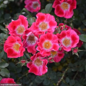Shrub Rose – Carefree Spirit – #2 Container