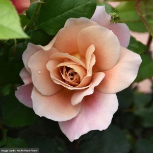 Shrub Rose – Distant Drums – #2 Container