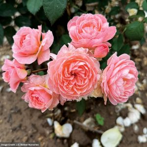 Shrub Rose – Reflecting Glory – #2 Container