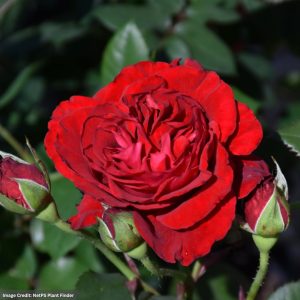 Climbing Rose – Lady In Red – #2 Container