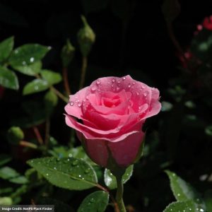 Floribunda Rose – Belle Danielle – #2 Container
