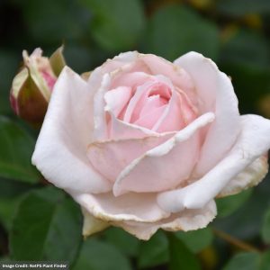 Floribunda Rose - Parfuma First Crush™ - #2 Container