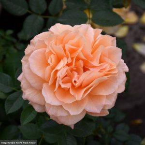 Floribunda Rose – Forever Amber – #2 Container