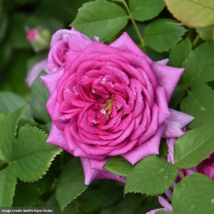 Floribunda Rose - Life's Little Pleasures™ - #2 Container