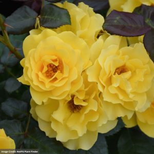 Floribunda Rose - Sparkle And Shine™ - #2 Container
