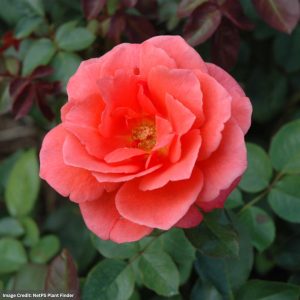 Grandiflora Rose - Candelabra - #2 Container