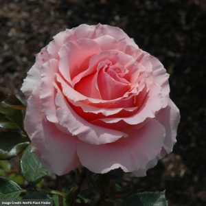 Grandiflora Rose - Tournament of Roses - #2 Container