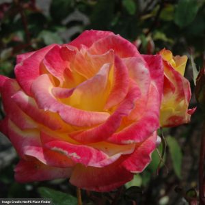 Hybrid Tea Rose - Desert Peace - #2 Container