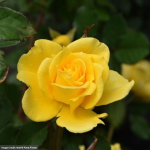 Hybrid Tea Rose - Henry Fonda - #2 Container