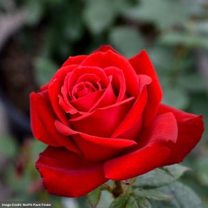 Hybrid Tea Rose - Olympiad - #2 Container