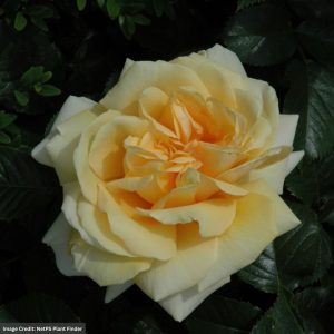 Hybrid Tea Rose – Winter Sun™ Eleganza® – #2 Container