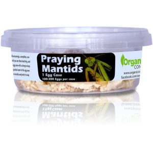 Praying Mantids - Orcon Organics - 100-200