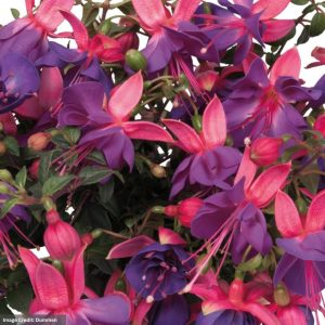 Fuchsia - Aretes Upright Lago Grande - 4.5" Pot