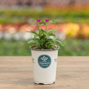 Gomphrena – Ping Pong Purple – 4.5″ Pot