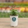 Gomphrena – Ping Pong Purple – 4.5″ Pot