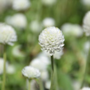 Gomphrena – Ping Pong White – 4.5″ Pot
