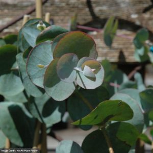 Eucalyptus - Silver Dollar - 4.5" Pot