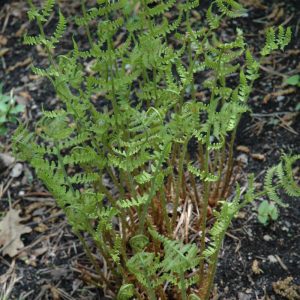 Wood Fern (Dryopteris) – Marginalis – #1 Container