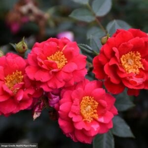 Rose (Shrub) – Oso Easy Urban Legend – #2 Container