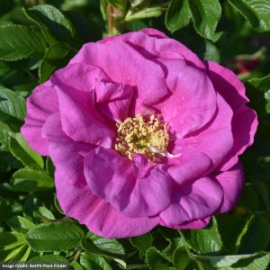 Rose (Rugosa) – Lotty’s Love – #3 Container