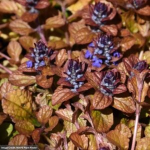 Bugleweed (Ajuga) – Parrot Paradise – #1 Container