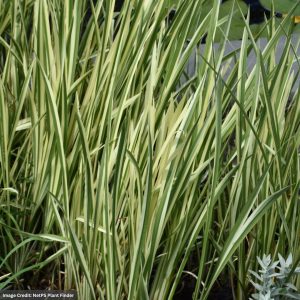 Sweet Flag (Acorus Calamus) – Variegated – 3.5″ Container