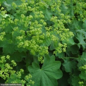 Lady’s Mantle (Alchemilla) – Mollis – #1 Container