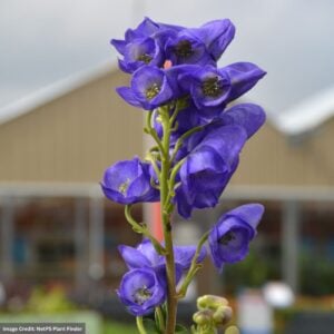 Azure Monkshood (Aconitum Fischeri) – #1 Container