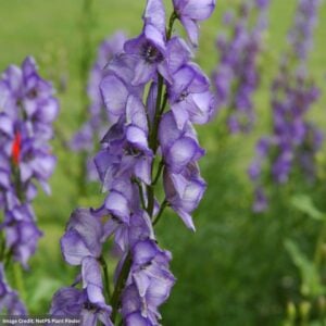 Common Monkshood (Aconitum Napellus) – #1 Container