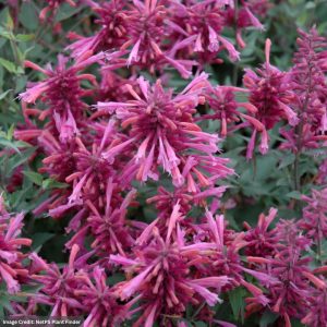 Hyssop (Agastache) – Rosie Posie – #1 Container