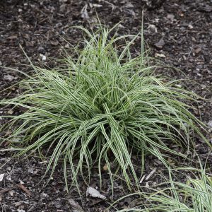 Japanese Sedge (Carex Oshimensis) – Evercolor Everest – #1 Container