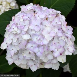 Hydrangea Macrophylla – Blushing Bride – #5 Container