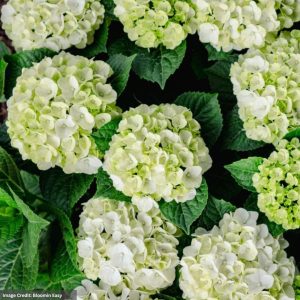 Hydrangea Macrophylla – Grin and Tonic – #3 Container