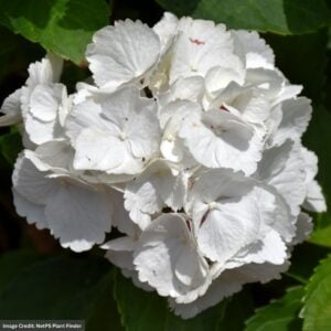 Hydrangea Macrophylla – Zebra – #3 Container