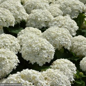 Hydrangea Arborescens – Incrediball – #5 Container