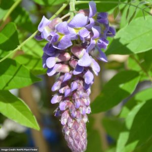 Wisteria – Amethyst Falls – #5 Container