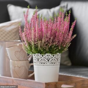 Heather (Calluna Vulgaris) – Beauty Ladies® Magda – #1 Container