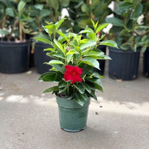 Dipladenia Bush – Sundenia® Crimson – 6″ Pot